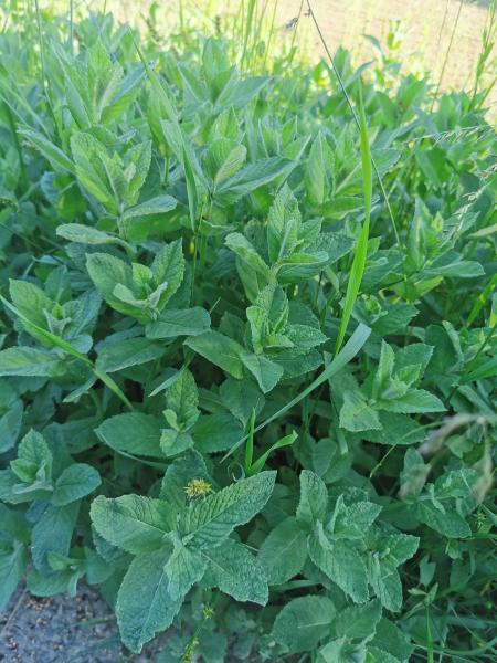 Minze Bio-Qualität zum Räuchern